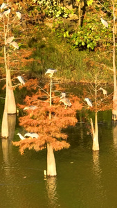高清竖屏航拍水杉上白鹭鸟群风景视频