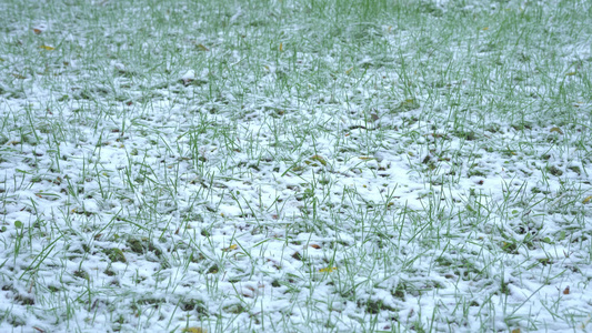 草地飘雪视频