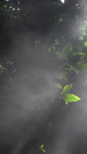 实拍丛林里的阳光91秒视频