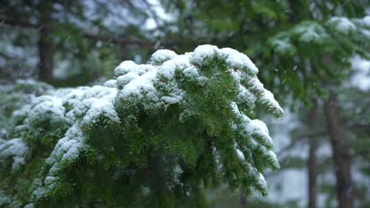 松柏下雪冬季视频