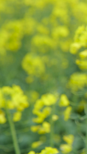 春意盎然油菜花盛开地面视频特写131秒视频