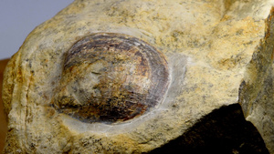 石块上的化石贝壳41秒视频