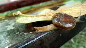 模糊背景的陆地蜗牛6秒视频