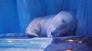 4k海洋馆睡觉的北极熊11秒视频