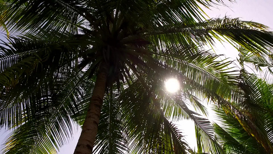 椰子树视频