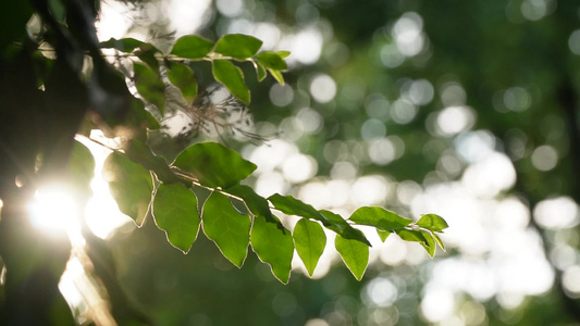逆光下的树叶唯美自然风光空镜素材视频