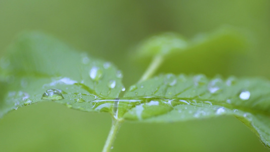 绿色植物下雨雨水背景素材微距特写视频