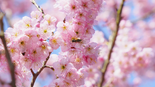 4k蜜蜂花朵采蜜樱花实拍视频