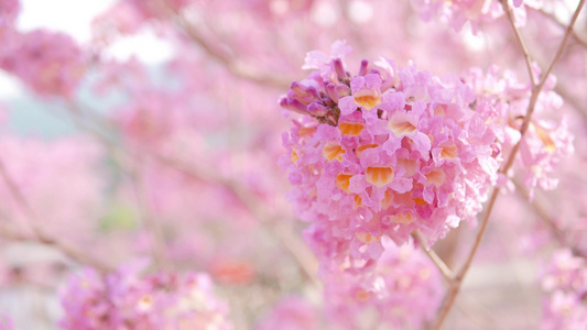 春日小清新粉色紫花风铃木[角铃]视频