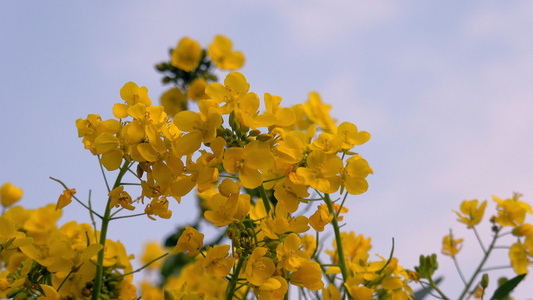 春季风光盛开的油菜花视频