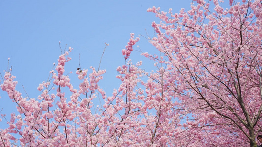 4k盛开的树木樱花风景视频