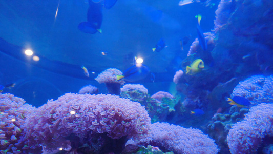 4k蓝色水族箱里的海洋生物视频