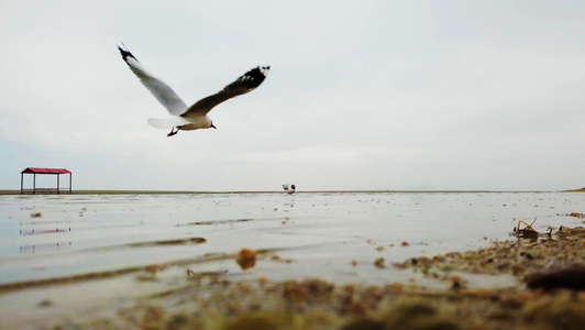 低角度拍摄湖边海鸥低飞视频