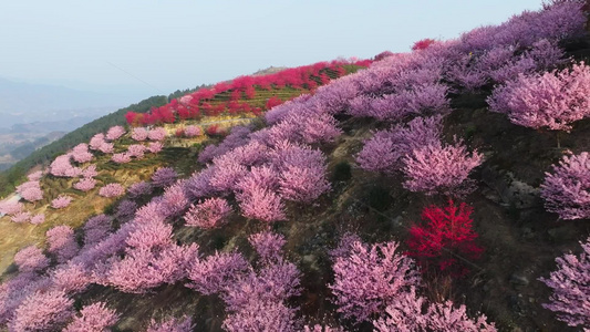 4k航拍樱花花海风光视频