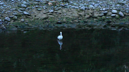 初春的白鹭在江安河觅食的场景视频