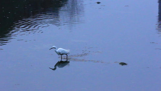 初春的白鹭在江安河觅食的场景视频