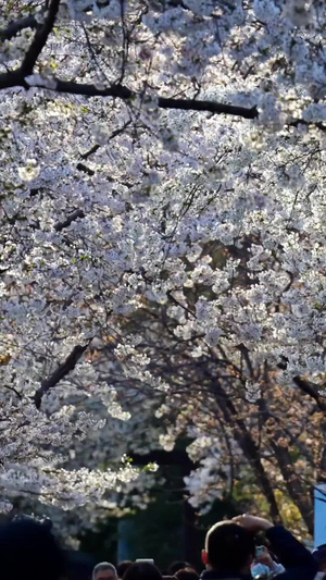 玉渊潭樱花节樱花树14秒视频