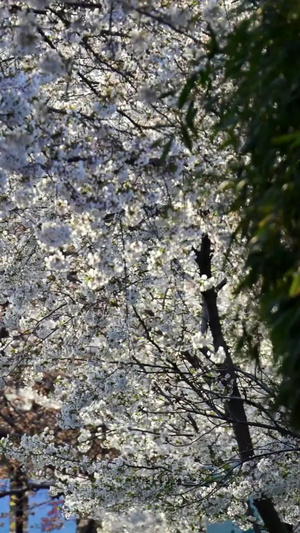 玉渊潭樱花节樱花树14秒视频