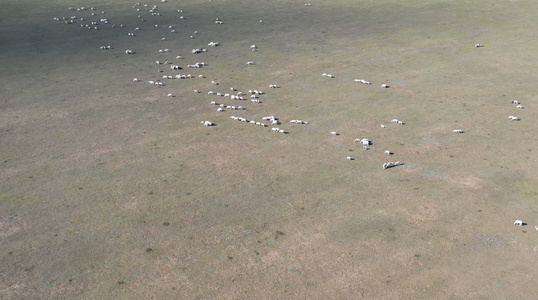 内蒙古锡林郭勒大草原的羊群视频