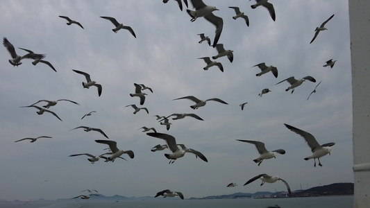 海平面海鸥自由自在飞翔实拍视频