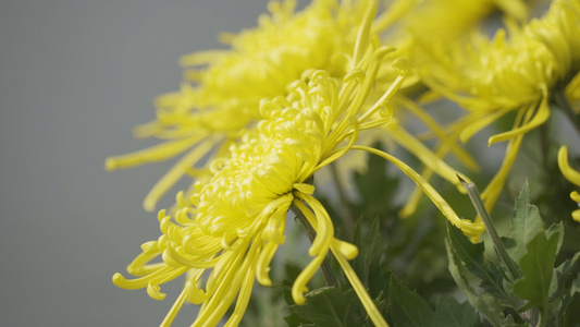 高清菊花视频素材视频