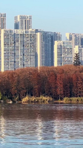 城市秋冬湖景自然风光行驶中的游船素材风光素材视频