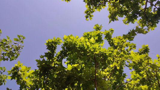 蓝天下风吹树枝树叶植物实拍视频