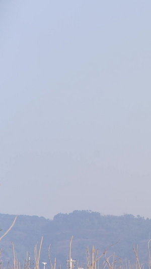 高清蓝天白云放风筝各式各样的风筝46秒视频