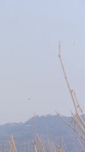 高清蓝天白云放风筝漂浮的风筝视频