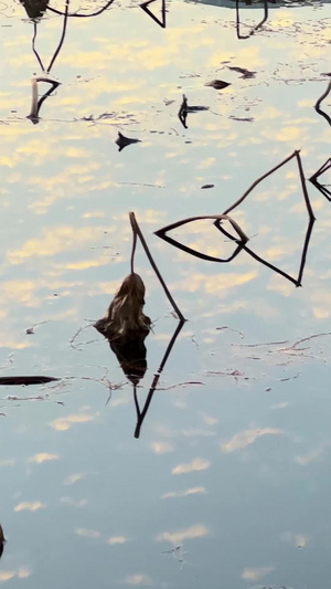 冬天荷花池塘里的鸭子素材冬天素材55秒视频