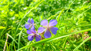 蓝色野花13秒视频