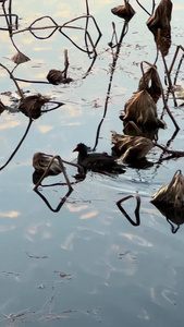 冬天荷花池塘里的鸭子素材冬天素材视频