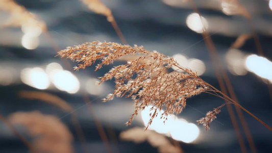 水边的芦苇花视频