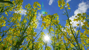 太阳和花朵30秒视频