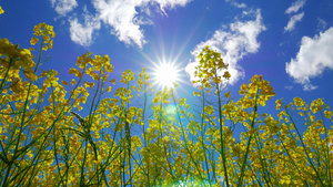 从下到上看花朵和太阳30秒视频