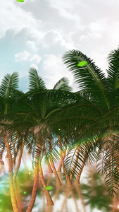 唯美的椰树背景素材阳光沙滩视频