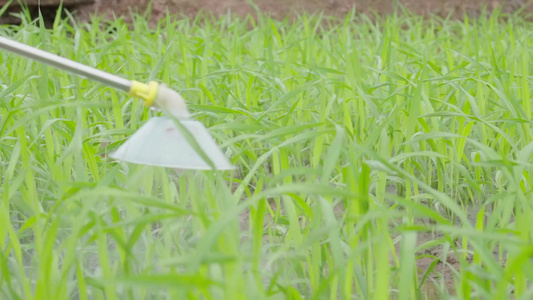 喷雾器正在打农药视频