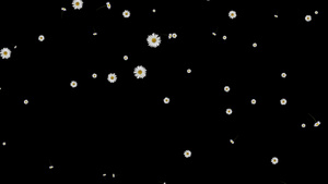 飄落白色菊花粒子修饰动画30秒视频
