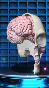 人类大脑解刨展示背景大脑剖析图视频
