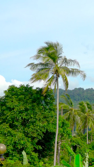 热带海岛山林椰林延时合集30秒视频