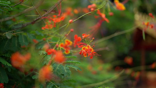 森林植物 树 花视频