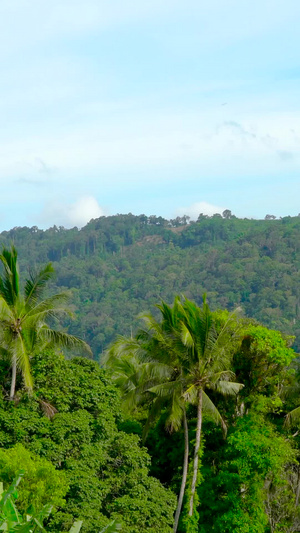 热带海岛山林椰林延时合集30秒视频