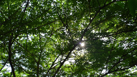 森林植物 树 花视频