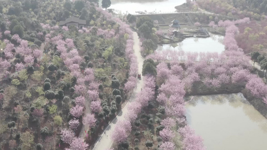 湖南省衡阳市常宁市百万樱花园航拍视频