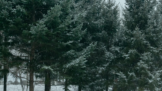 冰河飘雪北方冬季云杉柏树松树视频