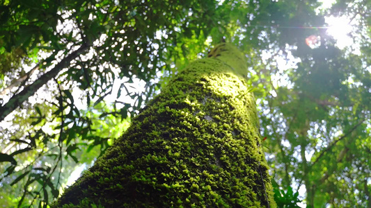 森林植物 树 花视频