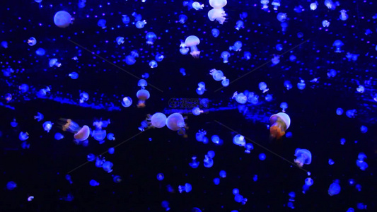 身体透明发光的水母在水中游来游去视频