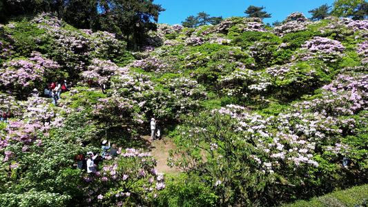 天台华顶千亩云锦杜鹃花海旅游风光合集视频