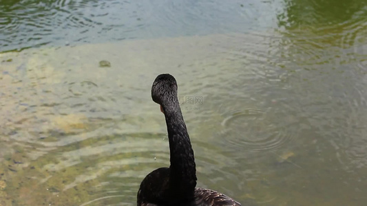 湖水中的黑天鹅特写镜头视频