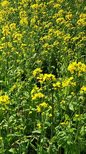 春天油菜花盛开二十四节气视频